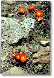 Tephrocactus sp. - Sucre-Camargo