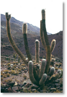 Oreocereus celsianus - Potosi-Uyuni